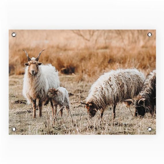 Tuinposter-sheep.jpg